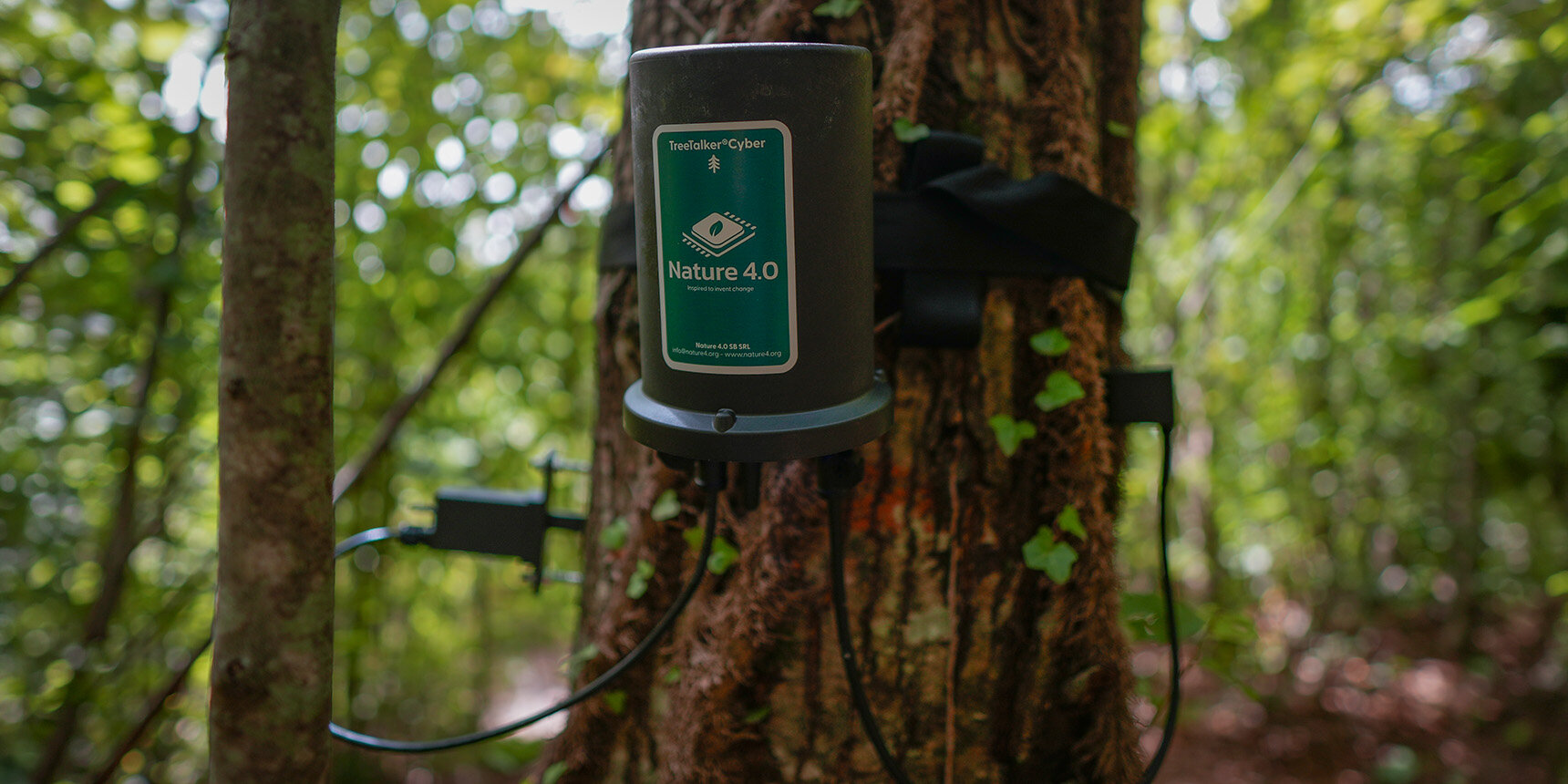 Dalla linfa alla chioma: così i TreeTalker leggono lo stress degli alberi
