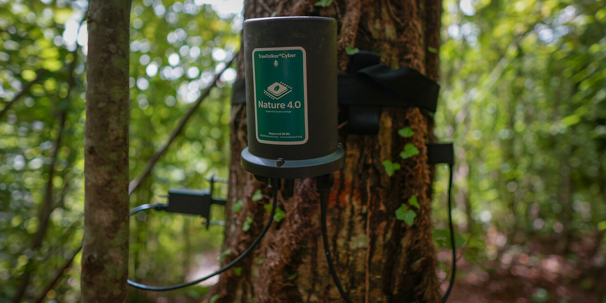Dalla linfa alla chioma: così i TreeTalker leggono lo stress degli alberi