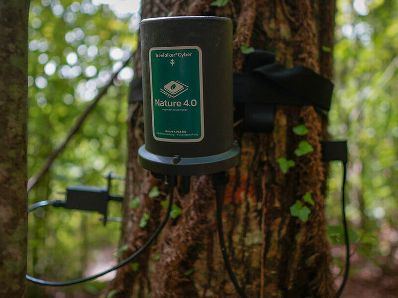 Dalla linfa alla chioma: così i TreeTalker leggono lo stress degli alberi