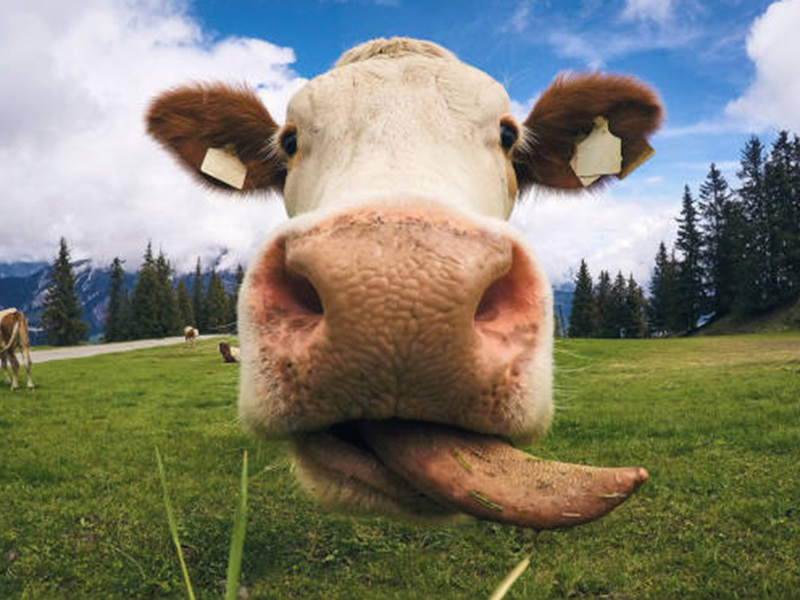 Seme di toro modificato geneticamente per ridurre le emissioni dei bovini: in Canada è già realtà