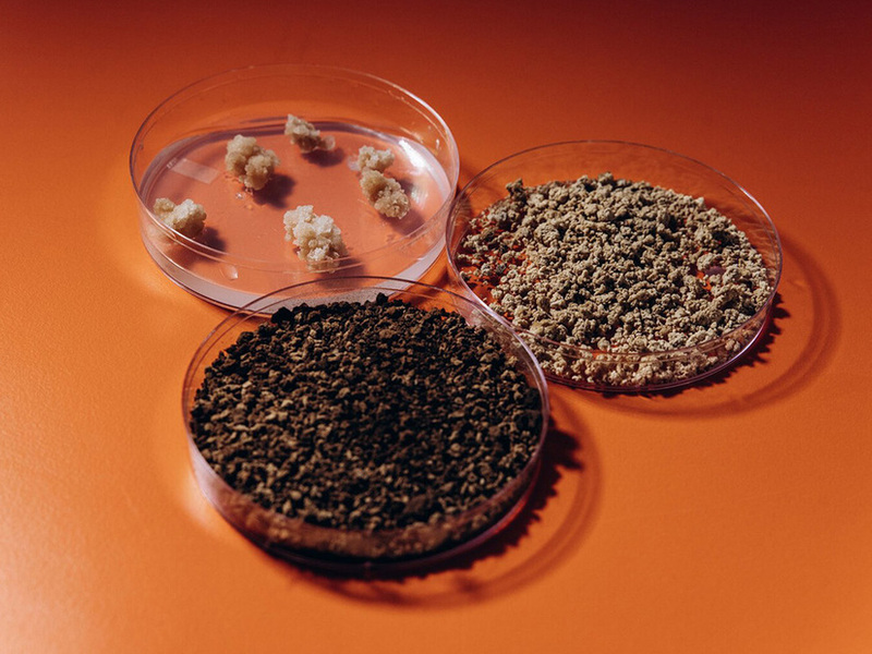 Il caffè del futuro: coltivato in laboratorio senza sprechi d’acqua e suolo