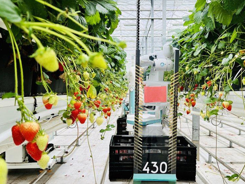 Adesso Dyson coltiva (anche) le fragole: la serra hi-tech che vuole fermare le importazioni in UK 