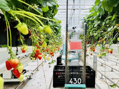 Adesso Dyson coltiva (anche) le fragole: la serra hi-tech che vuole fermare le importazioni in UK 